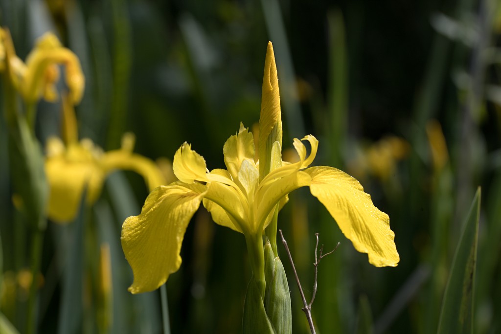 bloemen bloem hdr natuur flora roos rozen tulp tulpen orchidee orchideeen zonnebloem geranium cannabis marihuana wiet hennep sativa indica